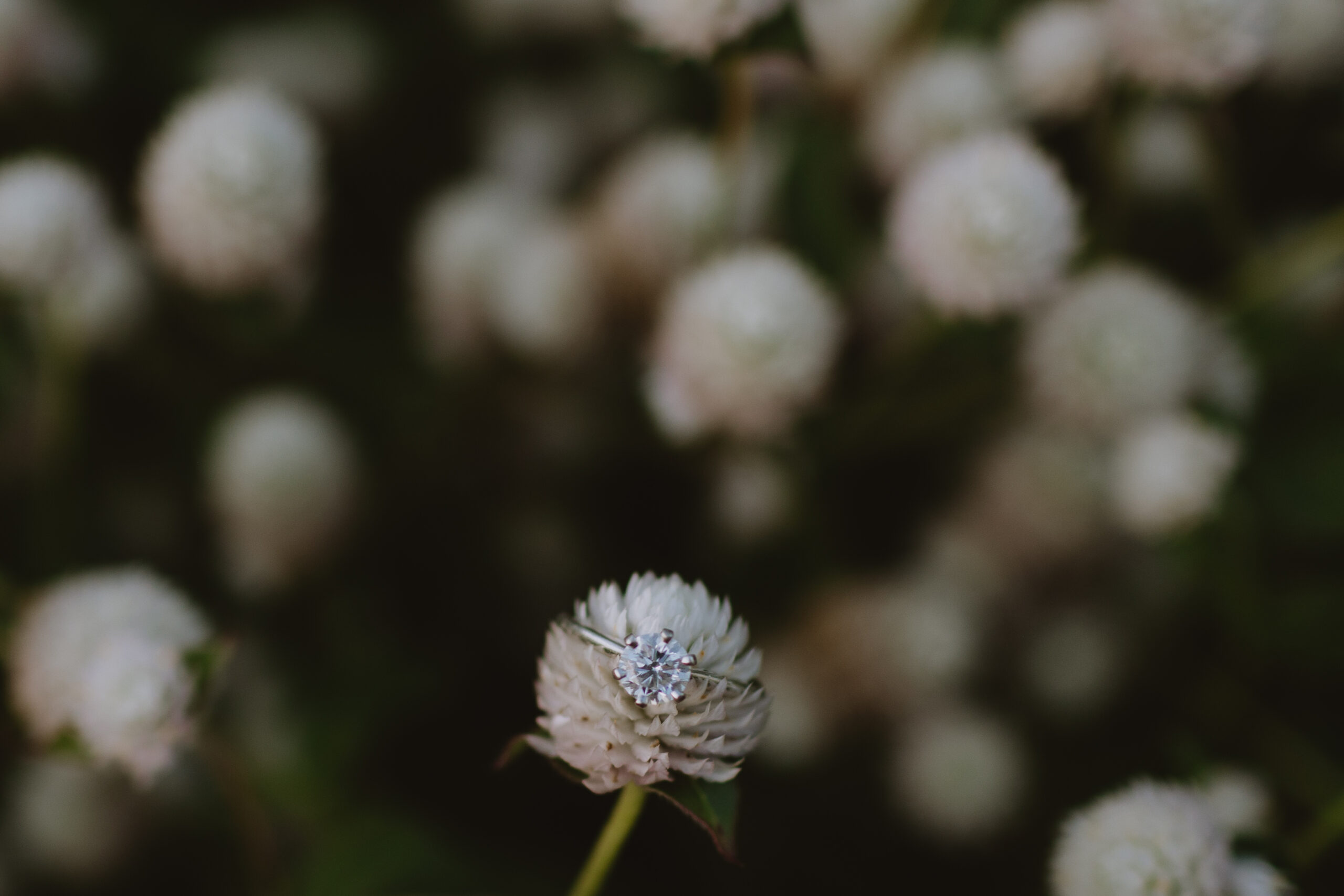 engagement ring on a flower